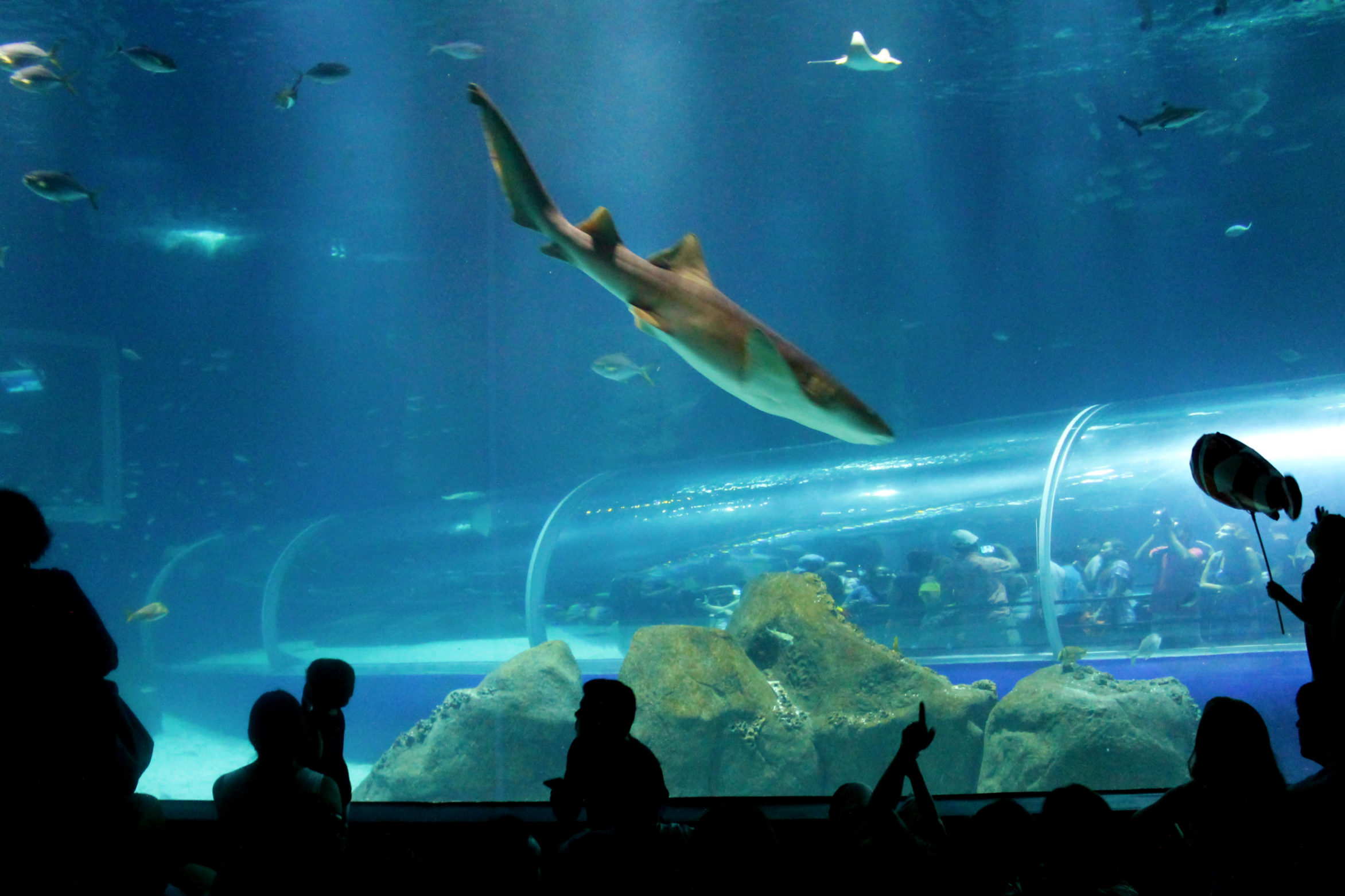 Visitando o AquaRio, maior aquário marinho da América do Sul